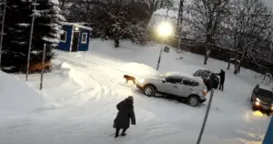 На Львівщині водій автомобіля двічі наїхав на собаку: поліція проводить перевірку