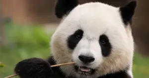 Китай повернув із Японії останніх двох панд: тисячі людей тижнями приходили, щоб попрощатися