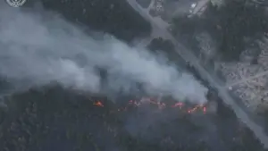 На Харківщині через кинутий недопалок вигоріли сотні гектарів лісу: чоловікові загрожує до 10 років ув’язнення