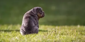 Не тільки мопси: науковці назвали 12 порід собак із підвищеним ризиком проблем із диханням