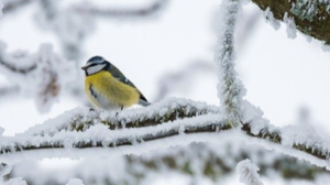 Якою буде погода у лютому: прогноз на фінал зими в Україні