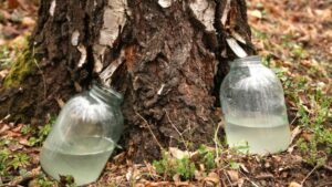 Березовий сік: користь для організму та правила збору без шкоди для дерев