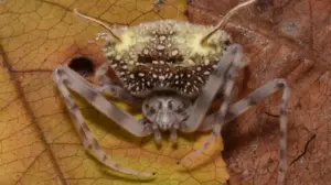 В Еквадорі відкрили новий вид павука, що маскується під жертв “зомбі-гриба”