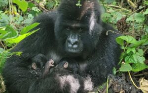 У Національний парк Вірунга вдруге за два місяці з’явилися на світ близнюки гірських горил