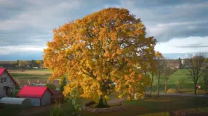 Стали відомі переможці конкурсу “Європейське дерево року 2026”: тріумфував дуб із Литви