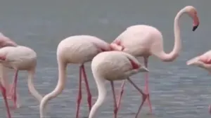 До “Тузлівських лиманів” повернулися перші фламінго: “Ніби перевіряють, чи безпечно повертатися”