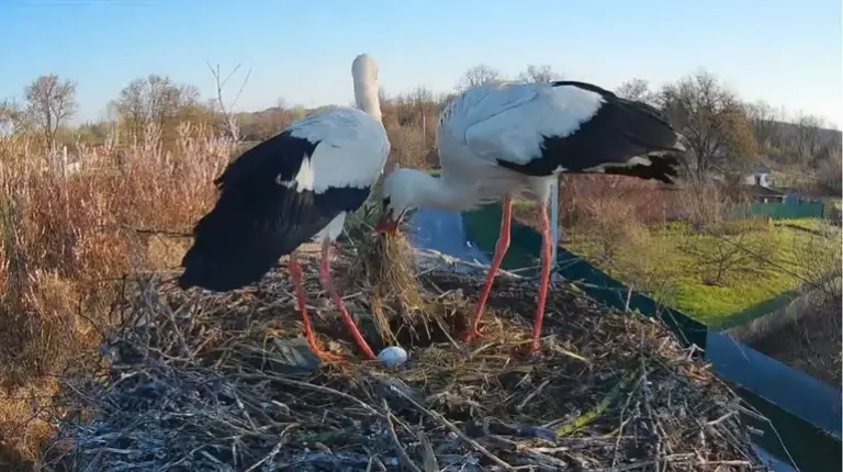 У зірковому гнізді лелек Одарки та Грицика після сімейних перипетій з’явилося перше яйце