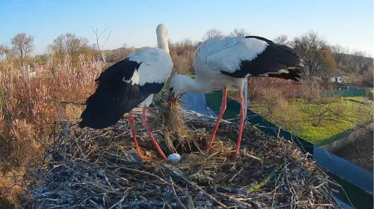 У зірковому гнізді лелек Одарки та Грицика після сімейних перипетій з’явилося перше яйце