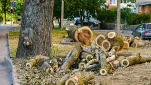 У Тернополі врятували травмованих червонокнижних кажанів