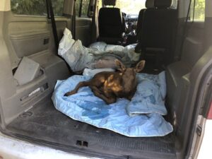 У Чорнобильському заповіднику врятували ще одне лосеня, яке заплуталося в сітці під час пожежі